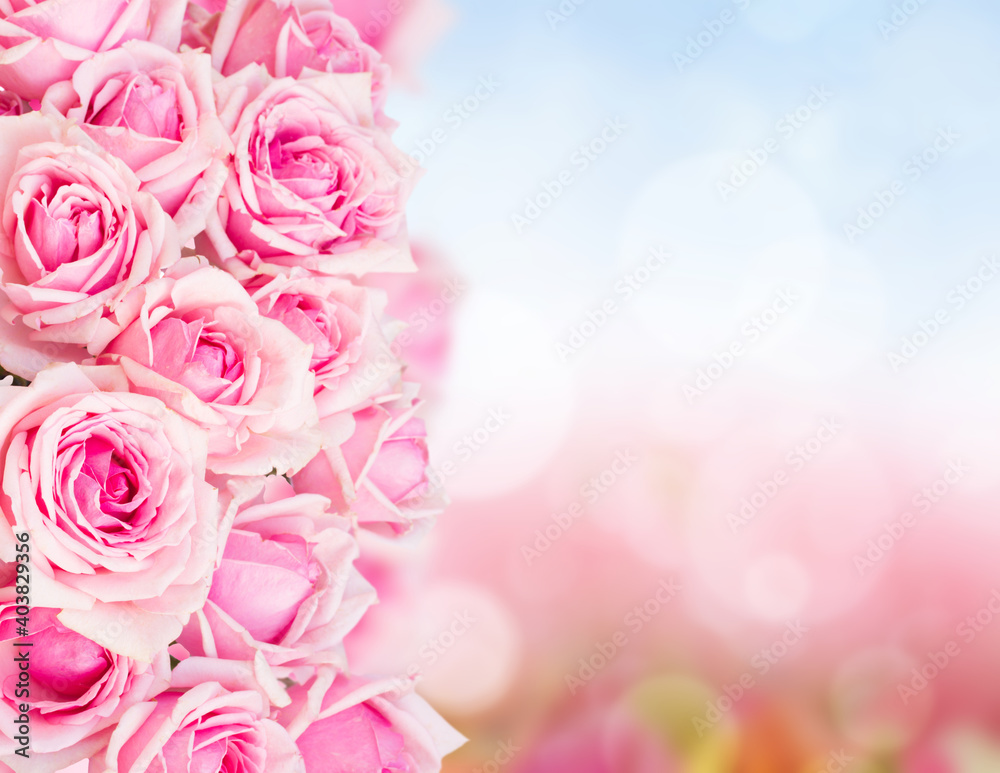 Poster border of pink garden roses