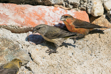 Kruisbek, Common Crossbill, Loxia curvirostra