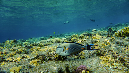 Fototapeta premium bright beautiful fish of the Red Sea in a natural environment on a coral reef