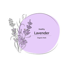 Hand drawn vector illustration,Lavender vector.Design for package.Vector floral background with hand-drawn Lavender flowers.