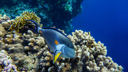 bright beautiful fish of the Red Sea in a natural environment on a coral reef