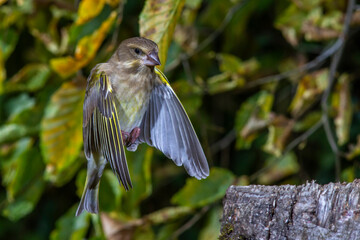 Grünfink (Carduelis chloris) bei der Landung