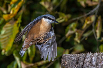 Kleiber (Sitta europaea)