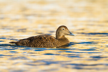 Common Eider, Eider, Somateria mollissima