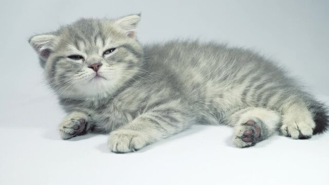 Funny little gray fold scottish kitten kitty sleeping on a white background.