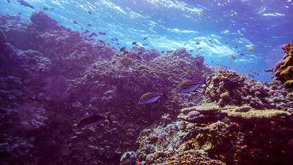 bright beautiful fish of the Red Sea in a natural environment on a coral reef