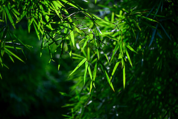 sunlight on the Green bamboo leaves with darkgreen background 