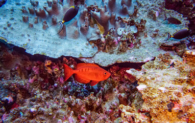 bright beautiful fish of the Red Sea in a natural environment on a coral reef