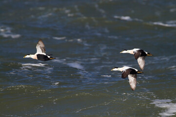 Eidereend, Common Eider, Somateria mollissima mollissima