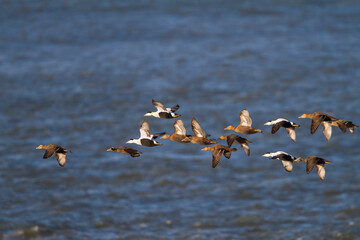 Eidereend, Common Eider, Somateria mollissima mollissima