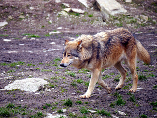 Nahaufnahme eines erwachsenen Wolfes