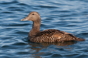 Common Eider, Eider, Somateria mollissima ssp. borealis
