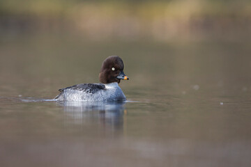 Brilduiker, Common Goldeneye, Bucephala clangula