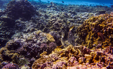 bright beautiful fish of the Red Sea in a natural environment on a coral reef