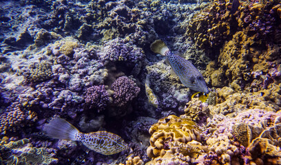 bright beautiful fish of the Red Sea in a natural environment on a coral reef
