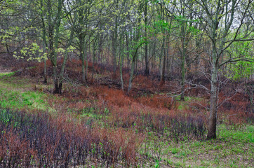 565-97 Spring Forest After Burn