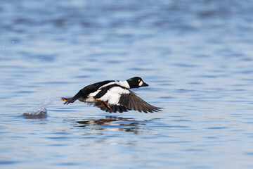 Common Goldeneye, Brilduiker, Bucephala clangula ssp. clangula