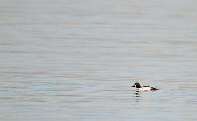 Brilduiker, Common Goldeneye, Bucephala clangula