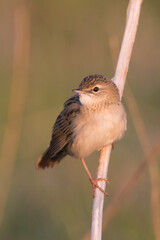 Fototapeta premium Sprinkhaanzanger (straminea), Siberian Common Grasshopper Warbler, Locustella naevia straminea