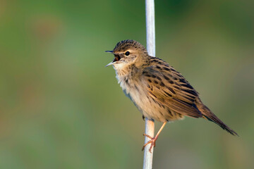 Sprinkhaanzanger (straminea), Siberian Common Grasshopper Warbler, Locustella naevia straminea