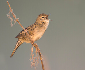 Sprinkhaanzanger (straminea), Siberian Common Grasshopper Warbler, Locustella naevia straminea
