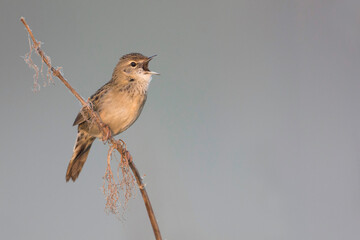 Sprinkhaanzanger (straminea), Siberian Common Grasshopper Warbler, Locustella naevia straminea