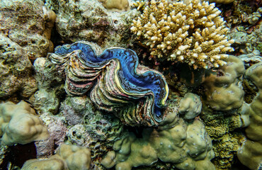 bright beautiful fish of the Red Sea in a natural environment on a coral reef