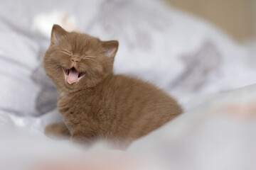 Extrem süßes Britisch Kurzhaar Kitten in cinnamon ist müde und gähnt