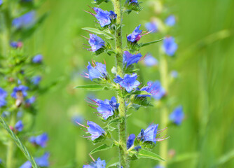 In the field among the herbs bloom Echium vulgare