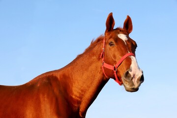 Head shot portrait of a thoroughbred stallion at sunset on meado