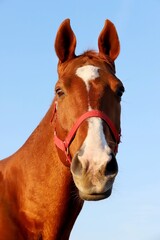 Head shot portrait of a thoroughbred stallion at sunset on meado