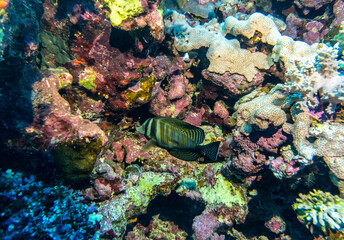 bright beautiful fish of the Red Sea in a natural environment on a coral reef