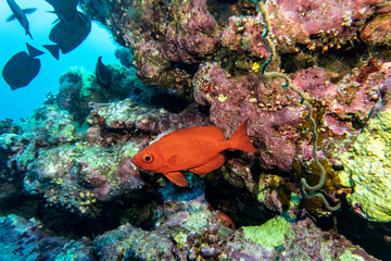 Obraz premium bright beautiful fish of the Red Sea in a natural environment on a coral reef