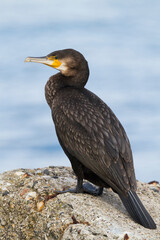  Aalscholver, Great Cormorant, Phalacrocorax carbo sinensis