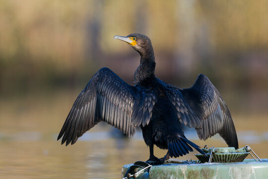  Aalscholver, Great Cormorant, Phalacrocorax carbo sinensis