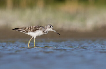 Groenpootruiter, Common Greenshank, Tringa nebularia