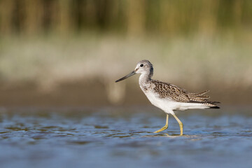 Groenpootruiter, Common Greenshank, Tringa nebularia