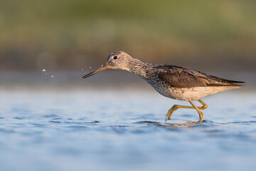 Groenpootruiter, Common Greenshank, Tringa nebularia