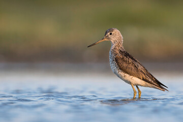 Groenpootruiter, Common Greenshank, Tringa nebularia
