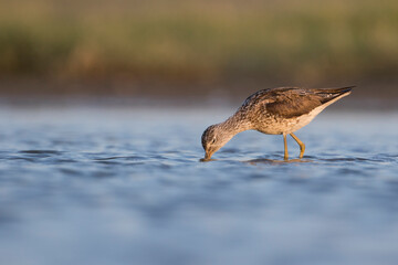 Groenpootruiter, Common Greenshank, Tringa nebularia