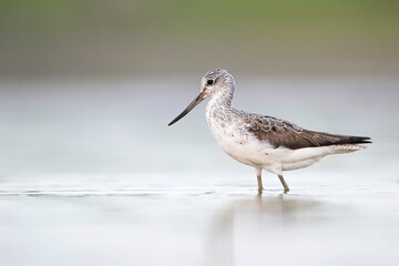 Groenpootruiter, Common Greenshank, Tringa nebularia
