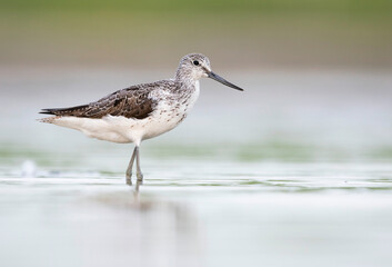 Groenpootruiter, Common Greenshank, Tringa nebularia