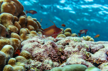 bright beautiful fish of the Red Sea in a natural environment on a coral reef