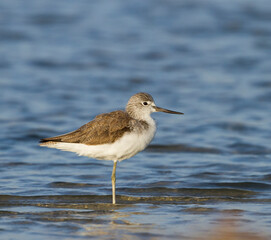 Groenpootruiter, Common Greenshank, Tringa nebularia