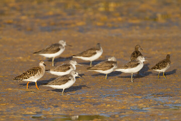 Groenpootruiter, Common Greenshank, Tringa nebularia