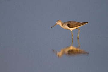 Groenpootruiter, Common Greenshank, Tringa nebularia