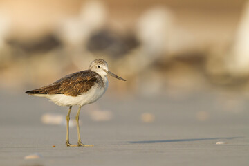 Groenpootruiter, Common Greenshank, Tringa nebularia