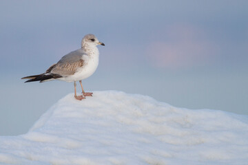 Stormmeeuw, Common Gull, Larus canus