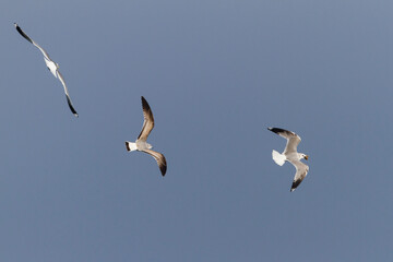 Stormmeeuw, Common Gull, Larus canus