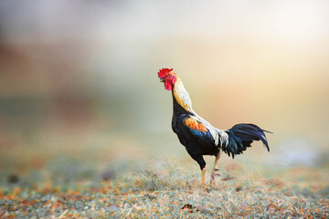 rooster on the farm